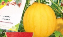 哈尔滨新瓜最新爆料,揭秘背后惊人真相！